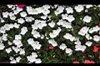 非洲鳳仙花56.JPG