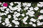 非洲鳳仙花57.JPG