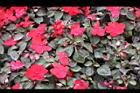 非洲鳳仙花58.jpg