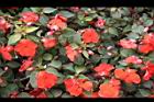 非洲鳳仙花59.jpg
