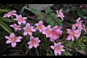 韭蘭-花22.JPG