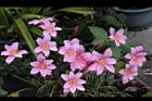 韭蘭-花21.JPG