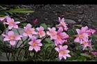韭蘭-花24.JPG