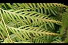 頂芽狗脊蕨-孢子2.jpg