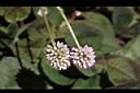 頭花蓼-花00.JPG