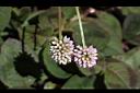 頭花蓼-花01.JPG
