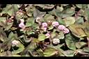 頭花蓼-花02.JPG