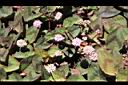 頭花蓼-花03.JPG