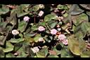 頭花蓼-花04.JPG