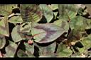頭花蓼-葉00.JPG
