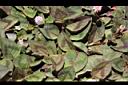 頭花蓼-葉03.JPG