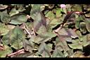 頭花蓼-葉05.JPG