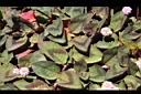 頭花蓼-葉06.JPG