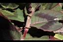 頭花蓼-葉鞘00.JPG