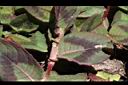 頭花蓼-葉鞘01.JPG