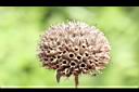 頭香花苦草-瘦果11.JPG
