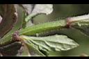 頭香花苦草-絨毛1.JPG