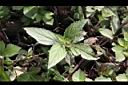 頭香花苦草-葉04.JPG