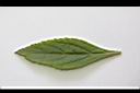 頭香花苦草-葉正0.JPG