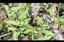 頭香花苦草-葉莖.JPG