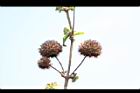 頭香花苦草-實00.JPG