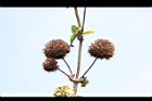 頭香花苦草-實02.JPG