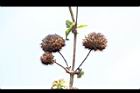 頭香花苦草-實03.JPG
