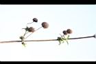 頭香花苦草-實04.JPG