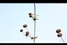 頭香花苦草-實06.JPG