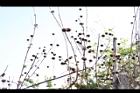 頭香花苦草-實08.JPG