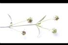 頭香花苦草-果序04.JPG