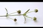 頭香花苦草-果序07.JPG