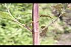 頭香花苦草-枝04.JPG