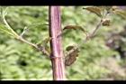 頭香花苦草-枝05.JPG