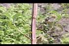 頭香花苦草-枝06.JPG
