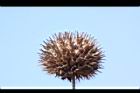 頭香花苦草-瘦果08.JPG