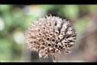 頭香花苦草-瘦果10.JPG