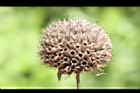 頭香花苦草-瘦果12.JPG
