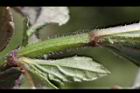 頭香花苦草-絨毛0.JPG