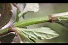 頭香花苦草-絨毛2.JPG