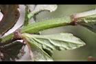 頭香花苦草-絨毛3.JPG