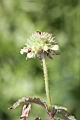 頭香花苦草-花00.JPG
