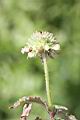 頭香花苦草-花01.JPG
