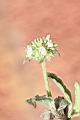 頭香花苦草-花04.JPG