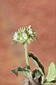 頭香花苦草-花05.JPG