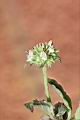 頭香花苦草-花06.JPG