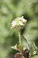 頭香花苦草-花07.JPG