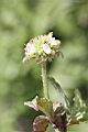 頭香花苦草-花08.JPG