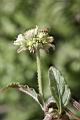 頭香花苦草-花20.JPG