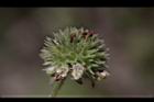頭香花苦草-花23.JPG